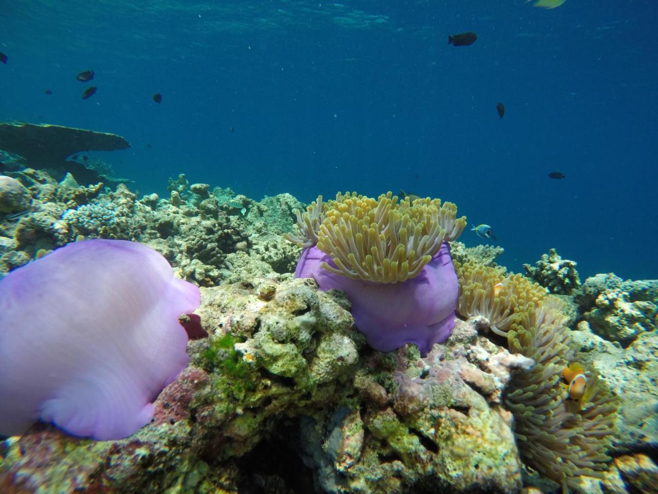 Koimala गेस्ट हाउस Ukulhas Island