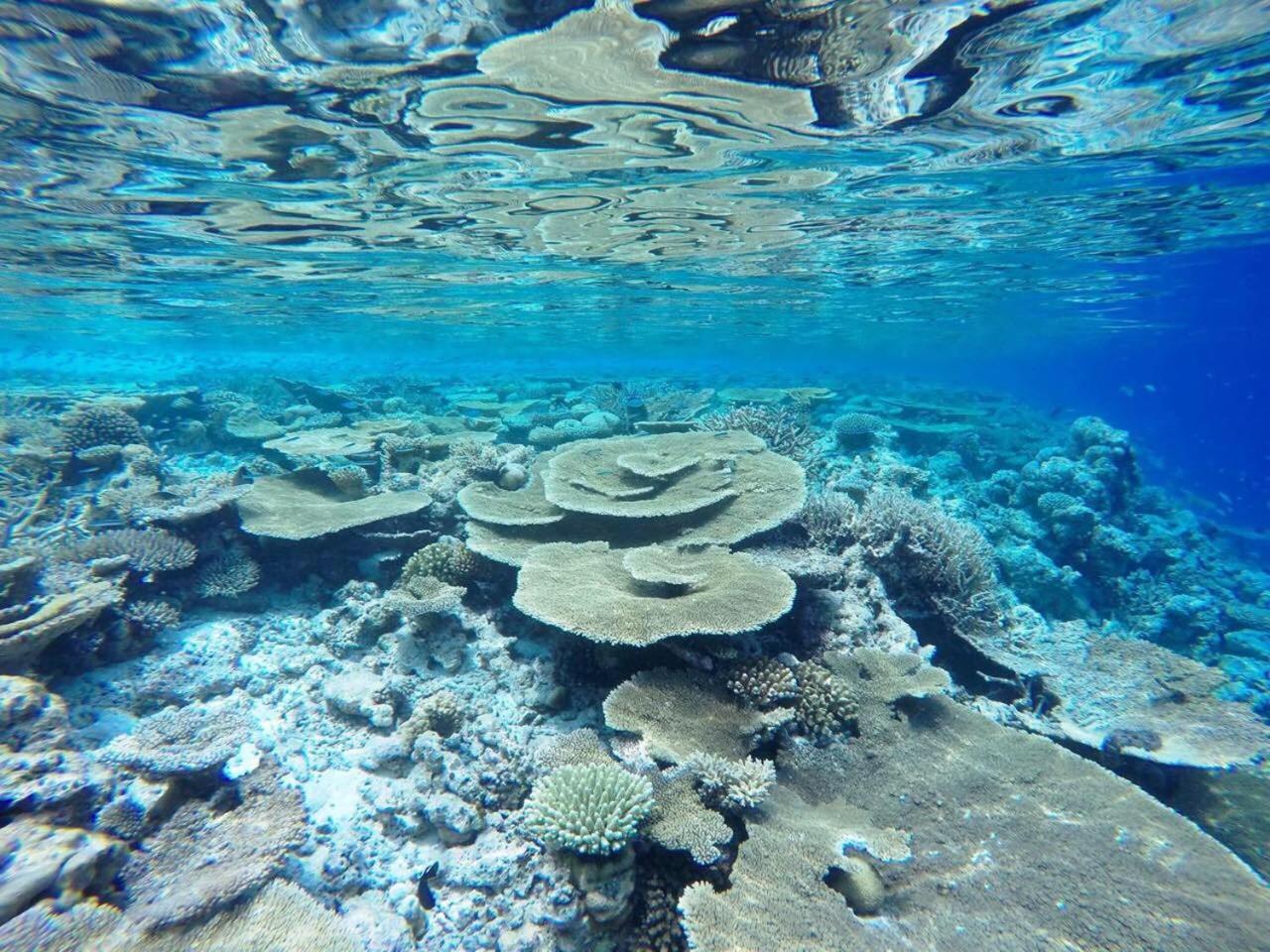Koimala गेस्ट हाउस Ukulhas Island